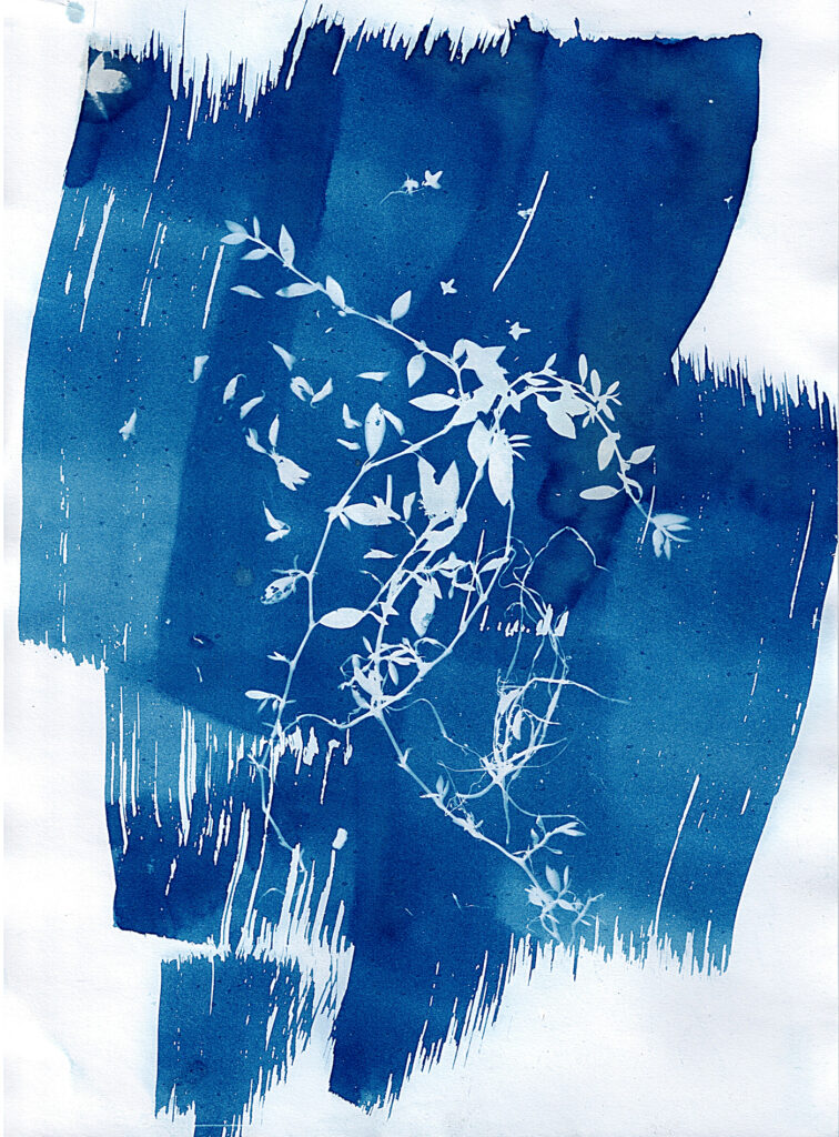 Cyanotype work (Cyjanotypia - technika fotograficzna, grafika Kinga Klisz)