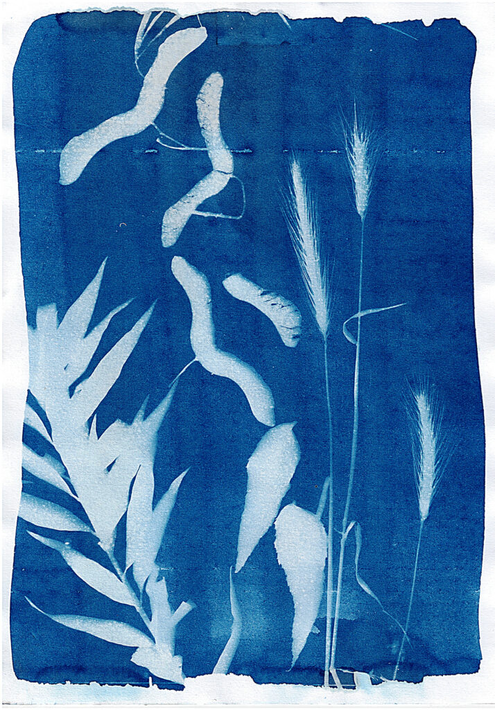 Cyanotype work (Cyjanotypia - technika fotograficzna, grafika Kinga Klisz)